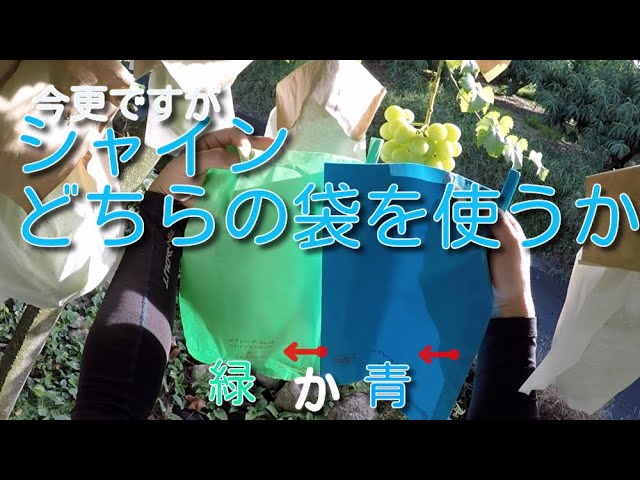 シャインマスカッ写真青色参考の、徳用5.5キロ入りの粒バック入りになります。 シャインマスカットにこの袋 青か緑か今更ですが袋かけしてみました