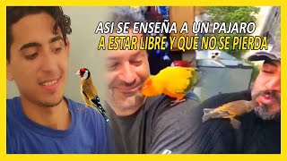 LAS AVES MAS INTELIGENTE DE LA HISTORIA | COMO SE DOMA UN PÁJARO