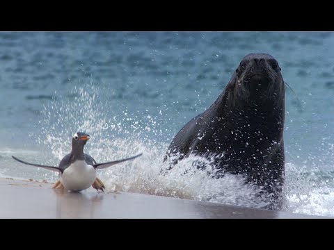 Он вам не тюлень - МОРСКОЙ ЛЕВ В ДЕЛЕ! Гроза осьминогов, пингвинов, акул и любитель строить гаремы!