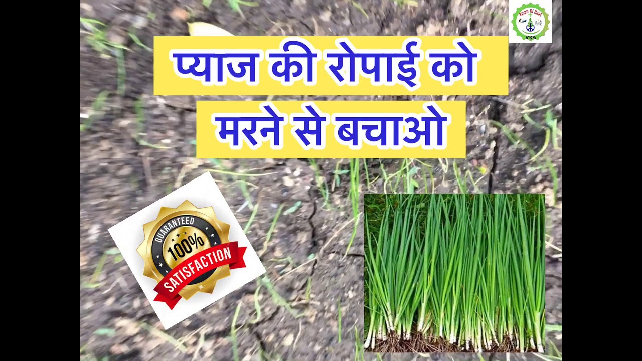 प्याज की रोपाई मरने से बचाओ (Control of onion seedling wilting)