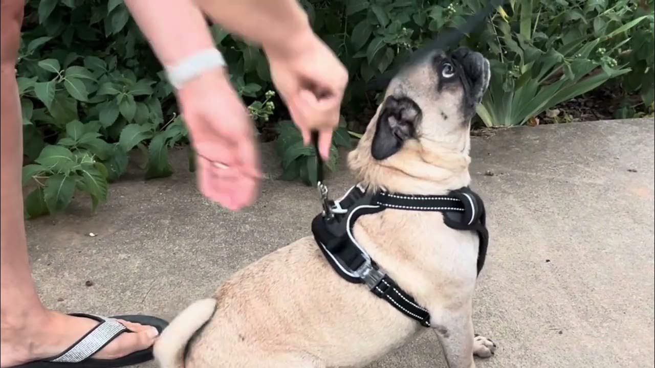 Pawsafe No Pull Dog Harness