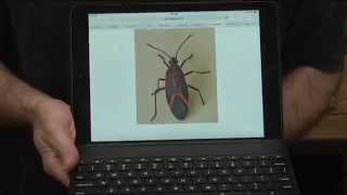 Getting Rid of Box Elder Bugs - Anderson's Seed \u0026 Garden