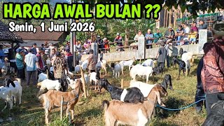 1.1 Juta 2 Ekor ‼️UPDATE HARGA KAMBING TERBARU SAAT INI DI PASAR WAGE PULE TRENGGALEK @HargaTernak