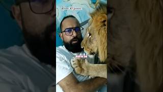 Lion attacked 🥺 #animals #animalshorts #wildlife #ytshorts
