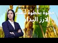 الارز البدار    ازاى نزرع صح للحصول على اعلى انتاجية    