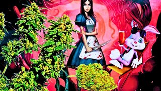 ✄ 🍃 Обрезка листьев марихуаны ☀🌱Grow cannabis 29 DAYS 🌿 🌺 MARIJUANA марихуана, конопля 29 DAYS ツ 🌺 🍀