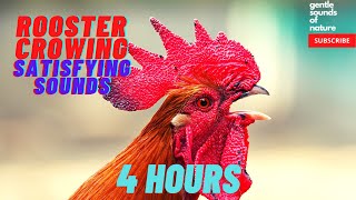 Rooster Crowing Sounds (4 hours) screenshot 5