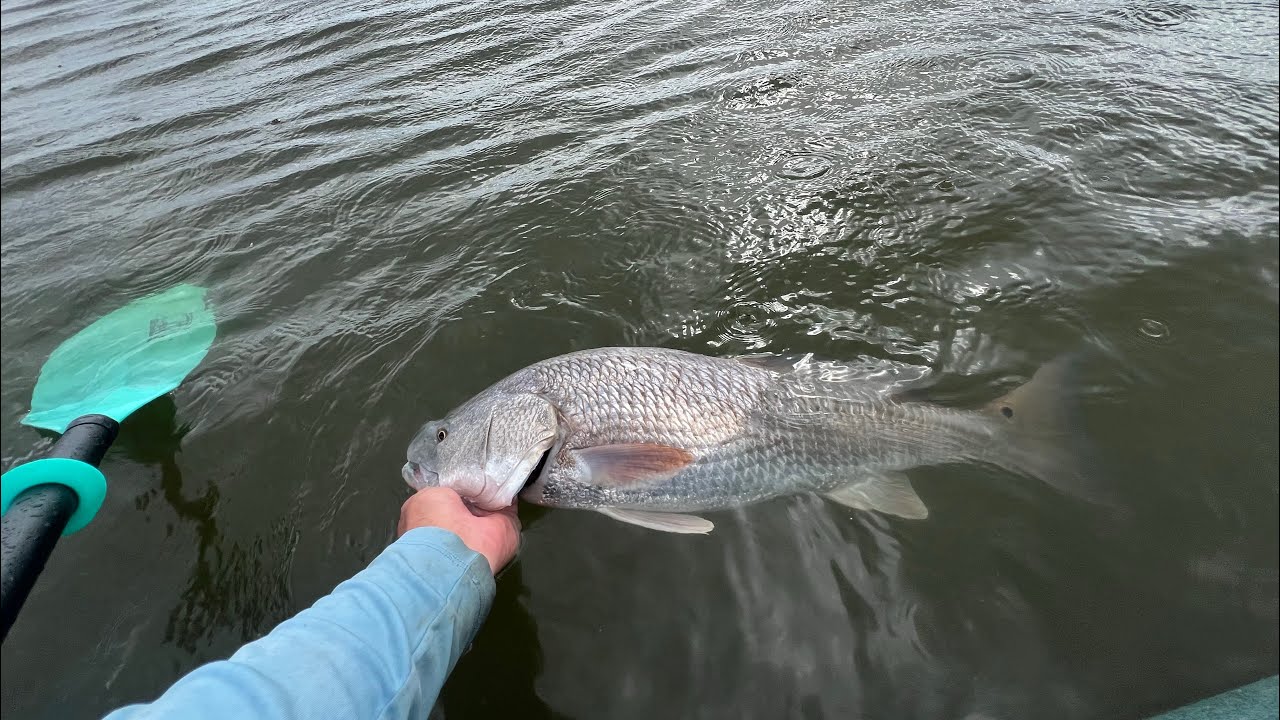 Slot Redfish in the Rain | Yankeetown, FL