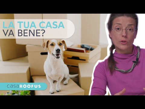 Video: Come preparare il tuo cane per un soggiorno nel canile