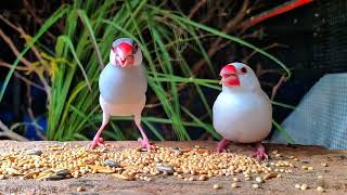 Adorable Fawn & White Java Sparrow Duo Enjoying Breakfast! 🌾✨