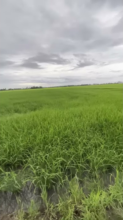 Suasana sawah padi