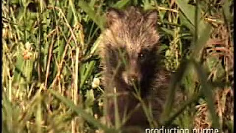 korea raccoon dog in the seoul city