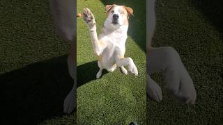 Majestic he's a keeper #puppy #dog #viralshorts