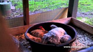 chicken bath dust chickens coop bathing clean mix water