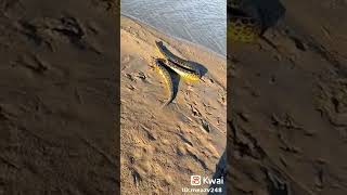 ظهور ثاني ثعبان في بحيرة قارون  بالفيوم