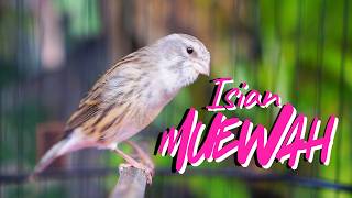 Paling Dicari  Masteran Kenari Isian Blackthroat Gacor Durasi Panjang Mudah Ditiru