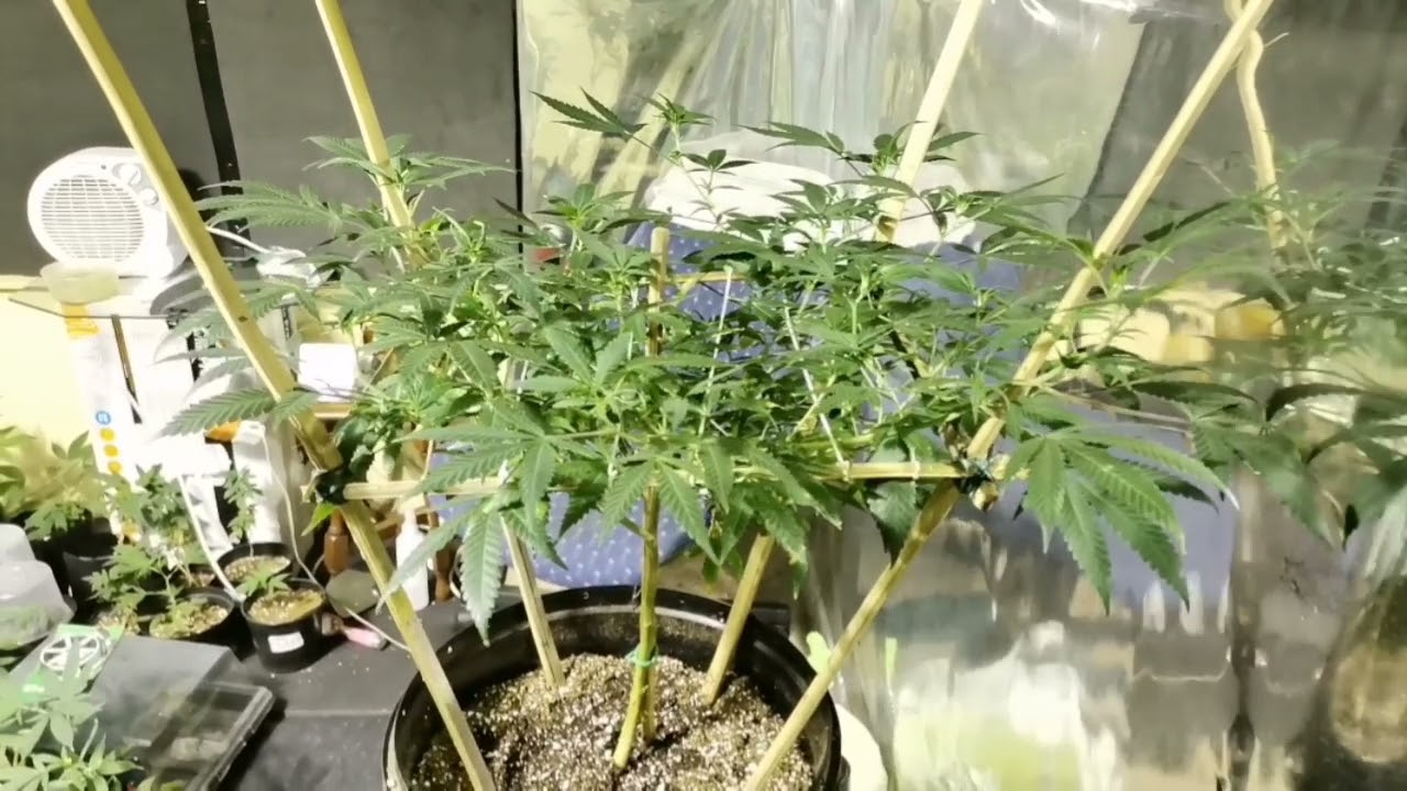 super cheese DIY scrog indoor cannabis grow