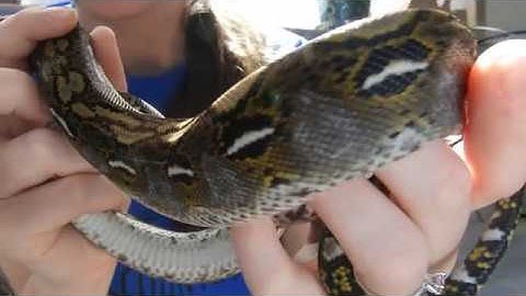 9 and 3/4 month old Super Dwarf and Dwarf Reticulated Pythons