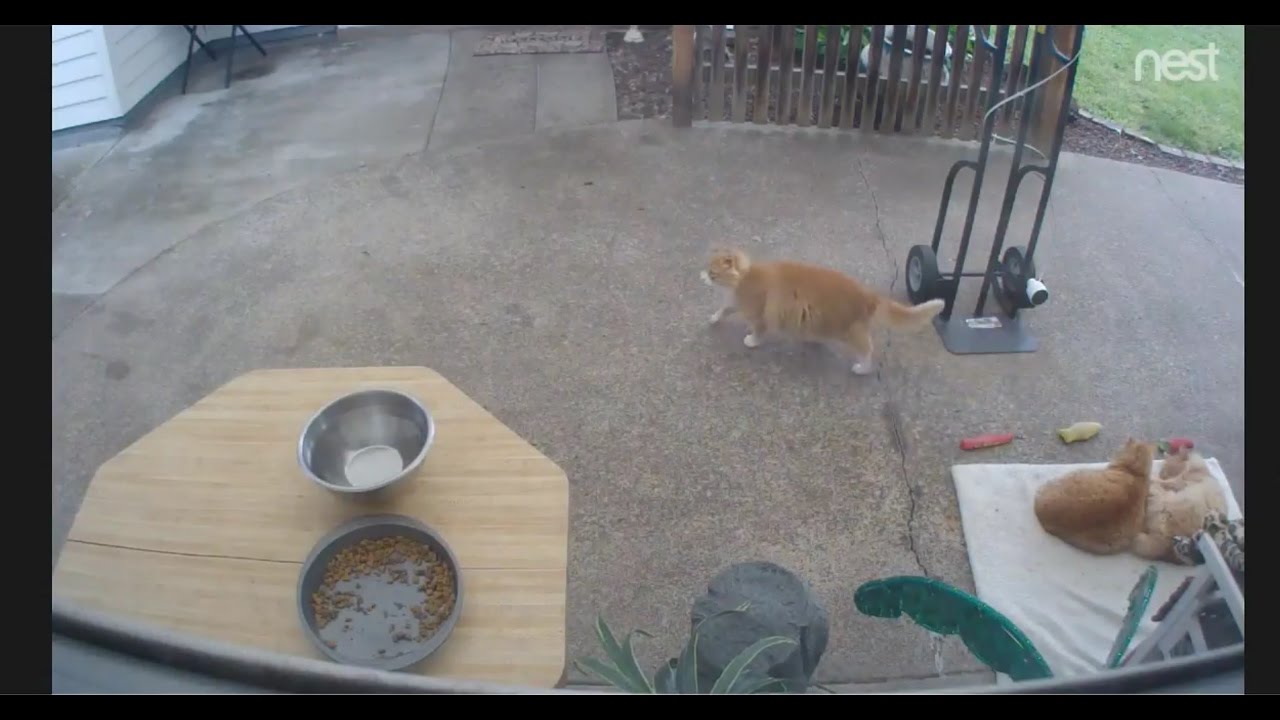 mMc Live Cat Feed cam for My 3 Feral Cats YouTube