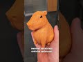 And everything will be alright #shorts #shortsvideo #funny #capybara #smallcreator