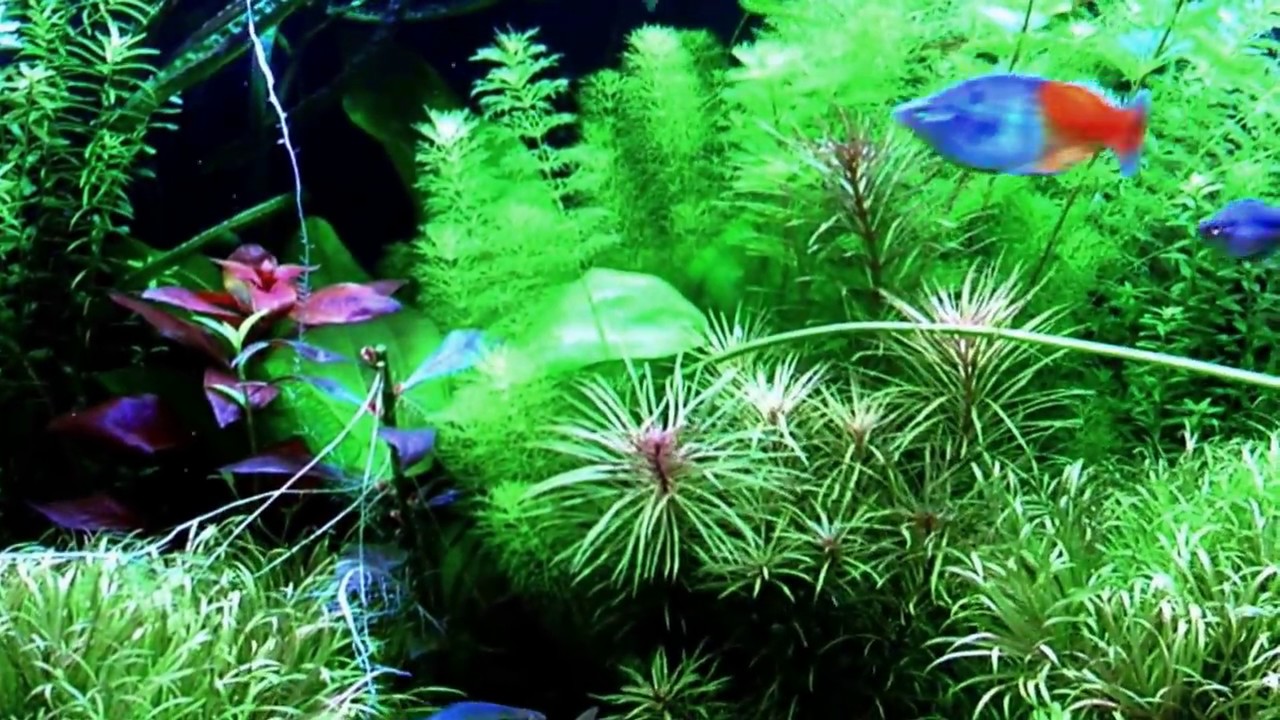Aquarium 360 Liter mit Boesemanis Regenbogenfischen