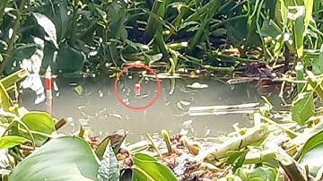 câu cá //cá rô cá trê cá tra ở hai dòng sông quá đã