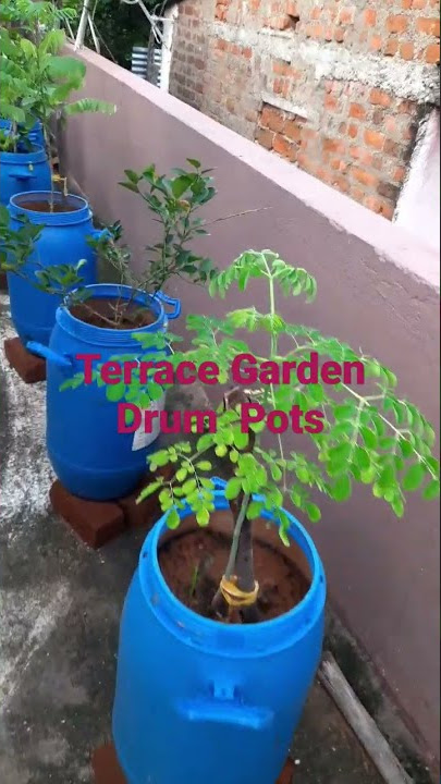 Terrace Garden Drum Pots