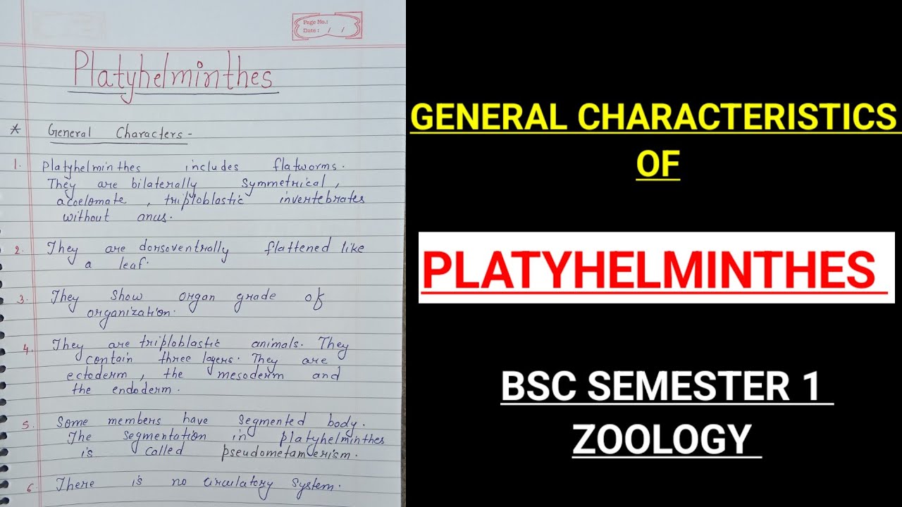 General characteristics of Platyhelminthes in hindi ||BSC 1st semester Zoology Notes 