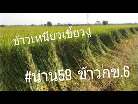 ข้าวเหนียวเขี้ยวงู รวงดกน้ำหนักดี #ข้าวกข6 #ข้าวเหนียวน่าน59 #ปลูกข้าวเหนียว130วัน