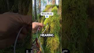 Listening To Moss