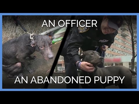 Video: Pet Scoop: Zmrazující pes oživený zástupcem šerifa, Trvalé účinky pro sirotky