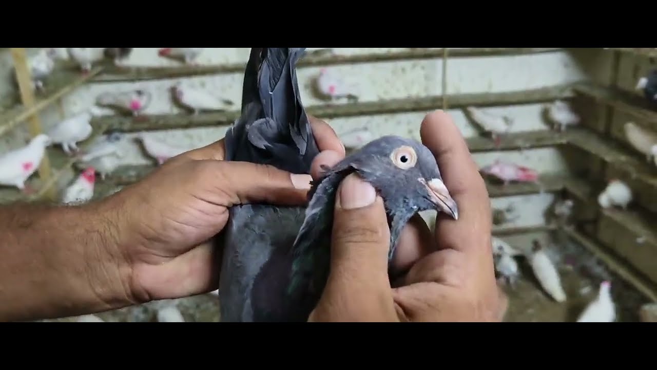 Sunday special sale m ye sb kabootar aaye the video upload nhi ho paye contact -9990044886