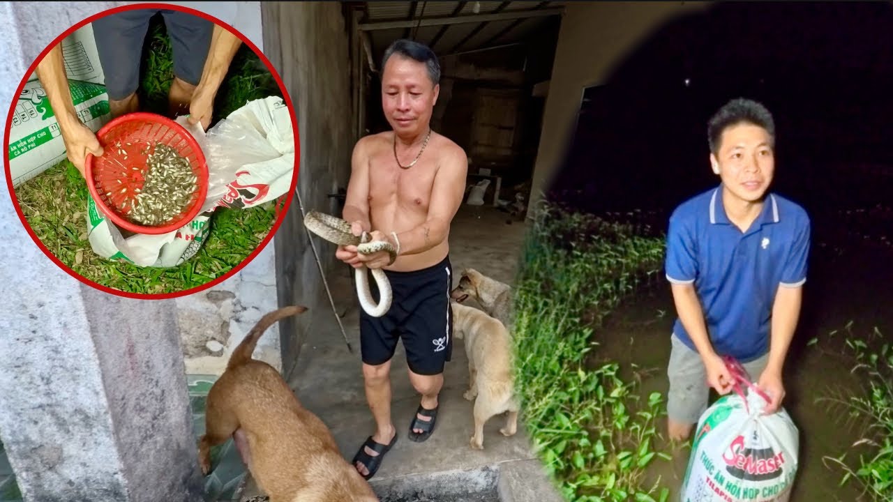 Bắt Rắn Bò Vào Nhà Hàng Xóm Và Thả 1 Vạn Cá Giống Xuống Ao | GIA ĐÌNH HUY ANH