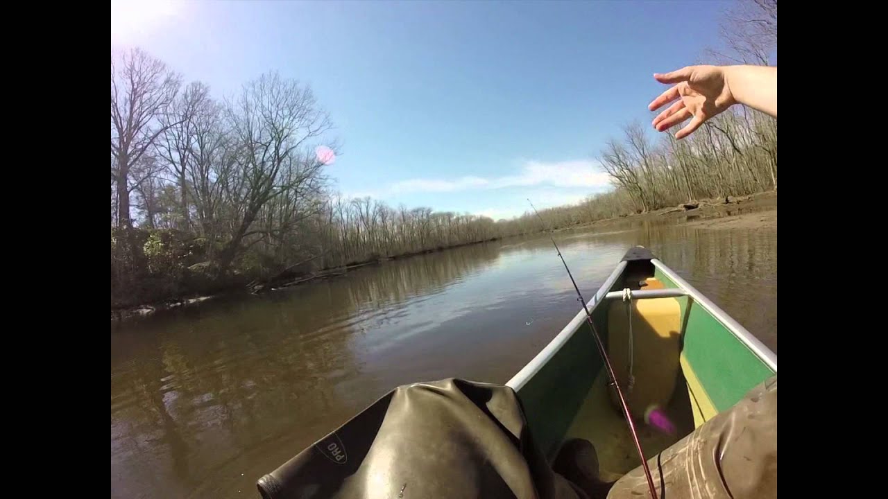 Yellow Perch lays eggs on me - Maryland fishing March 2016