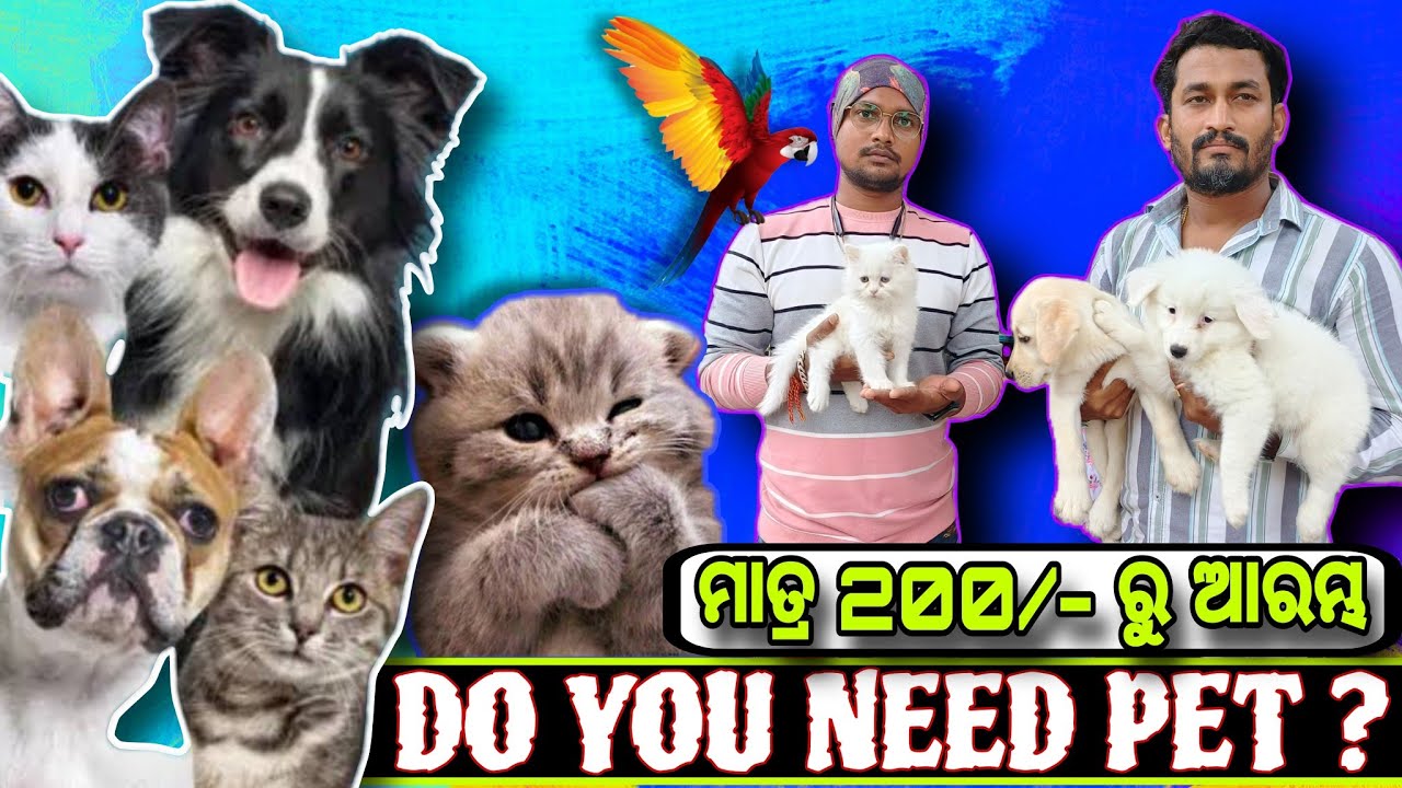 🥰 ଘରକୁ ନେଇ ଯାଆନ୍ତୁ ପାଳିତ କୁନି କୁନି PET || BEST EXOTIC PET SHOP DOG AND AQUA CARE BHUBESWAR || #pet