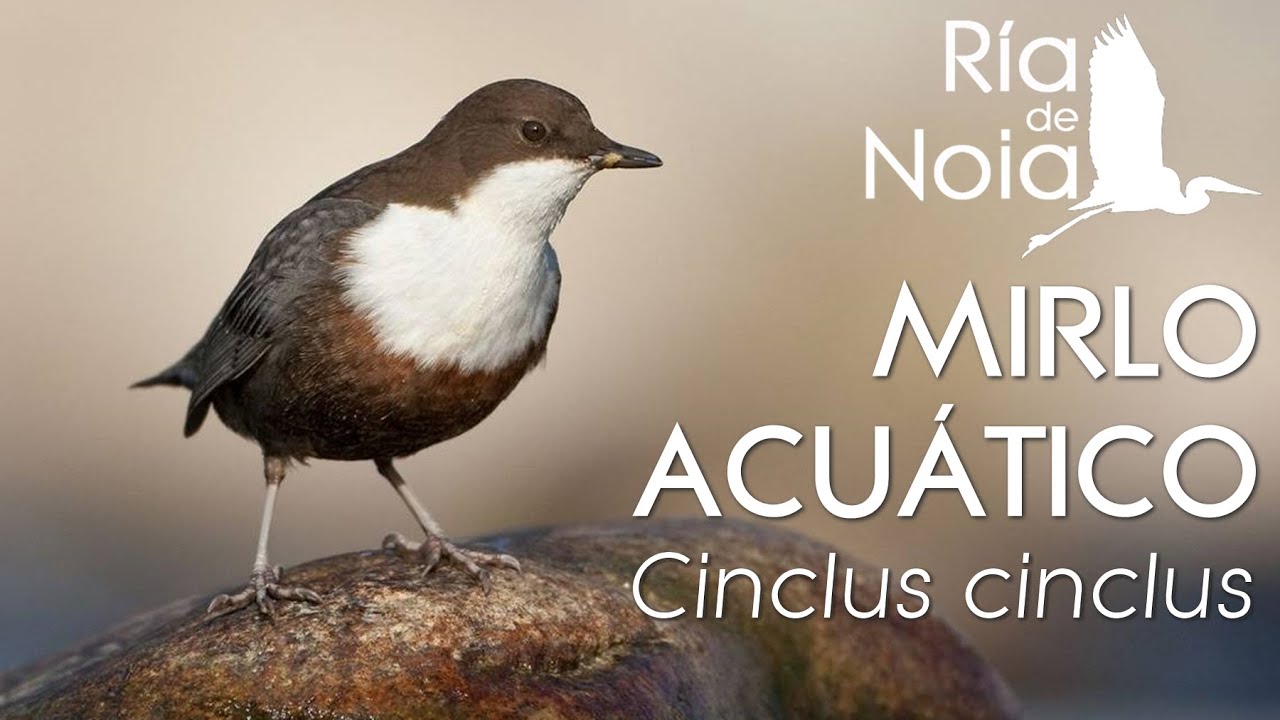 Mirlo acuático o Merlo rieiro (Cinclus cinclus) en distintos cursos fluviales de Noia.