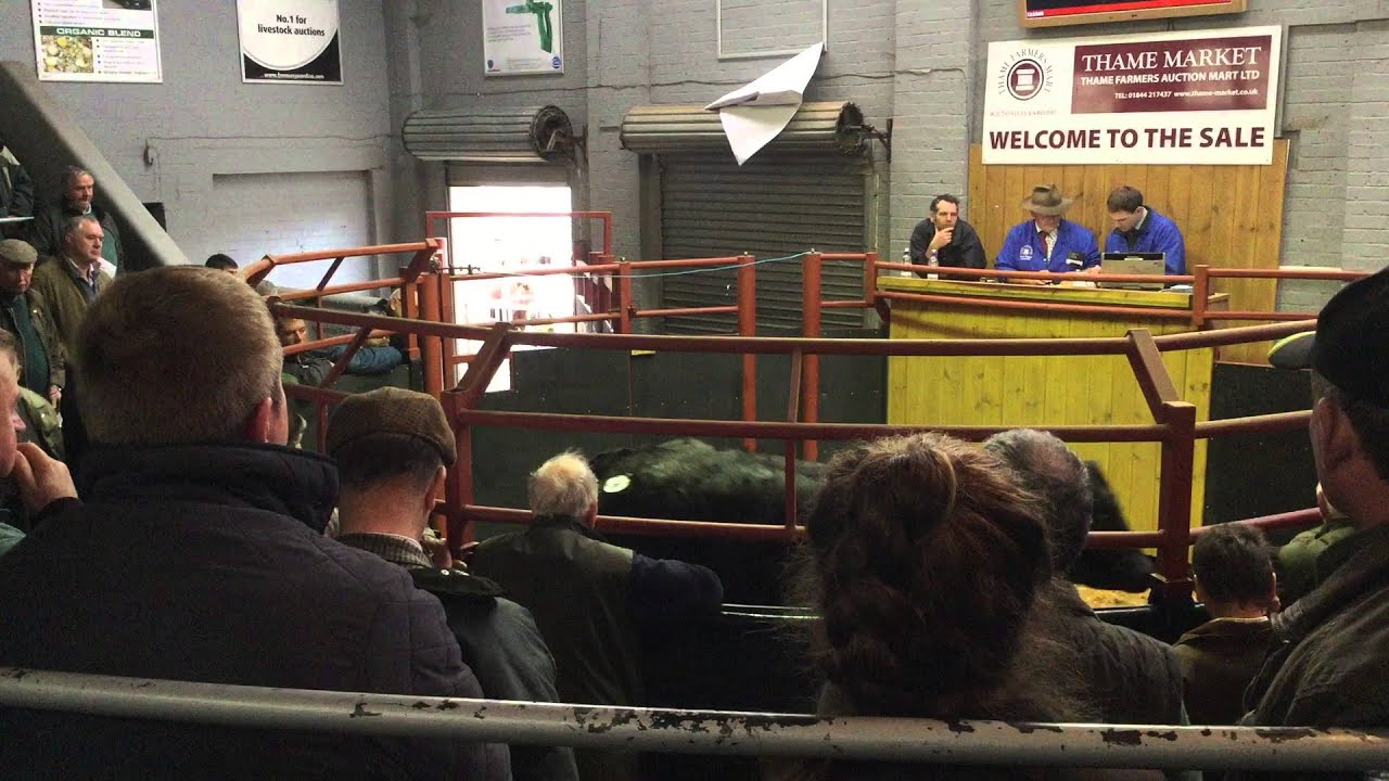 Thame Farmers Market | David Morris | Cattle Sale | November 2015