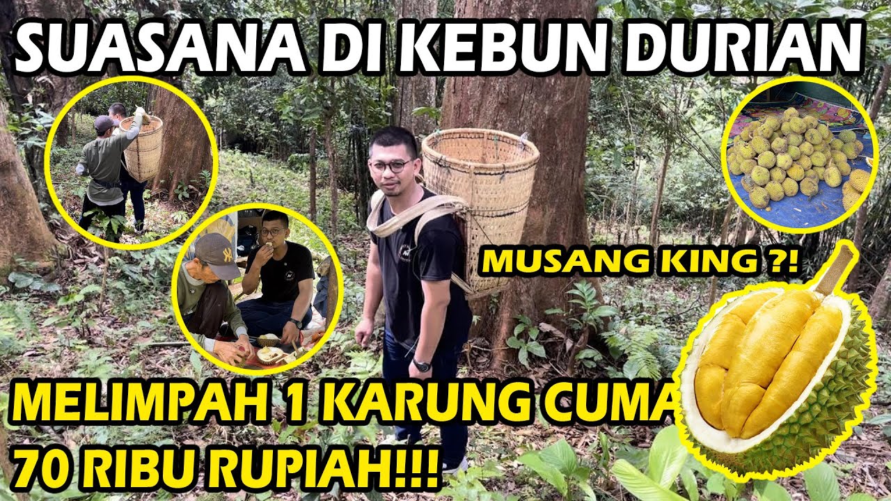 PANEN MELIMPAH DI KEBUN DURIAN KALIMANTAN ! 1 KARUNG DUREN MUSANG KING CUMA 70 RIBU RUPIAH?! |PART 2