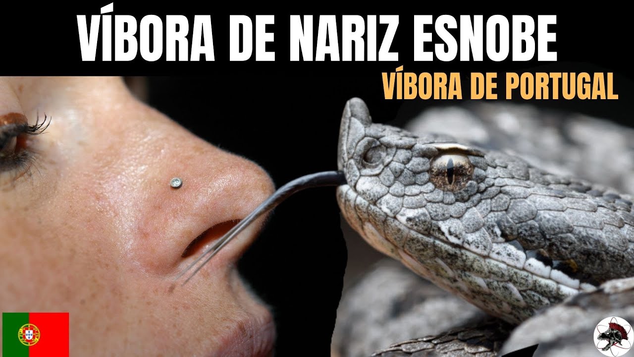 Víbora de Portugal Vipera latastei | Biólogo Henrique o Biólogo das Cobras