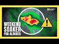 Up to 100 mm of rain forecast for parts of Alberta this weekend | #forecast
