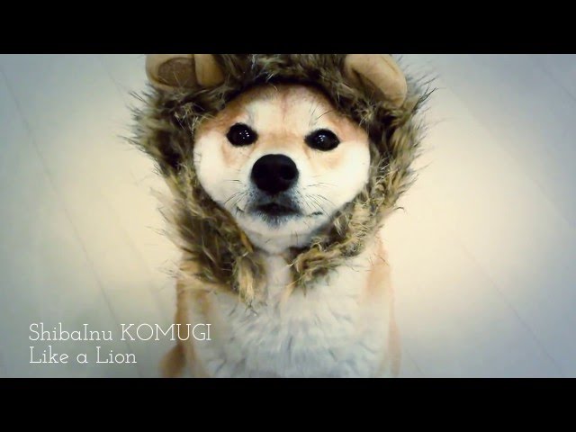 ライオンに憧れた 柴犬 ☆ Shiba Inu, Like a Lion - YouTube