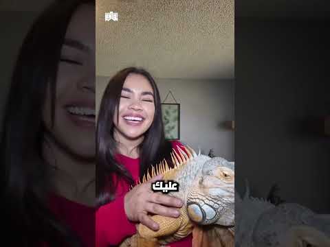 الإغوانا الخضراء ذيل السوط