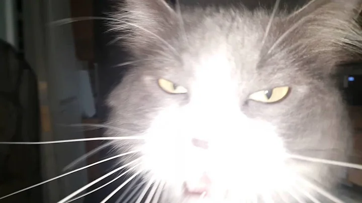 my fat cat