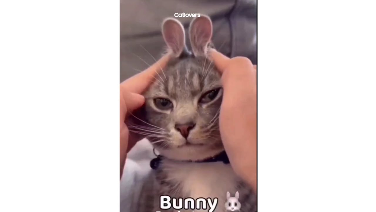 The funniest cat's ever and cute dog's 🐈🐶 😍✨️🐈‍⬛