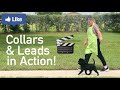 Dog Show Tips & Tricks: Movement with different Collars & Leads