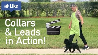 Dog Show Tips & Tricks: Movement with different Collars & Leads