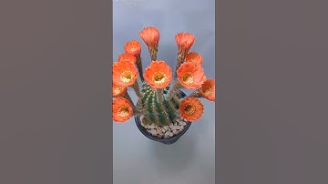 Xương rồng nở hoa. #succulent #xuongrong #trending 0 #thinhhanh 0 #reels