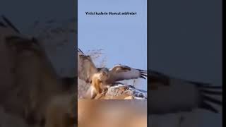 Yirtici Kuslarin En Ölumcul Saldirilari Deadly Attacks From Vicious Birds Resimi