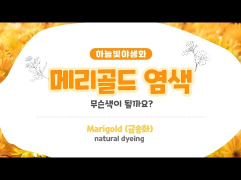 메리골드 염색 무슨색이 될까요 ?