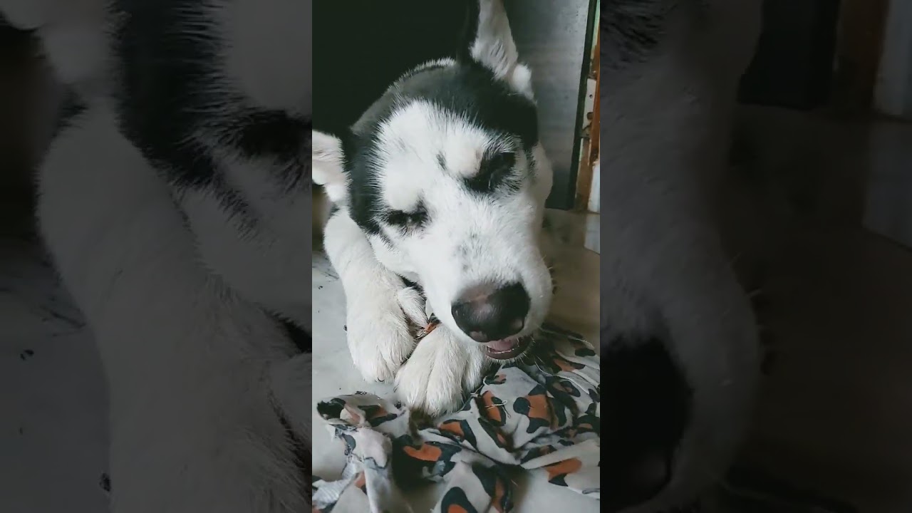 #husky